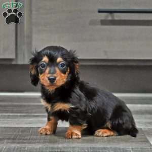 Steward, Dachshund Puppy